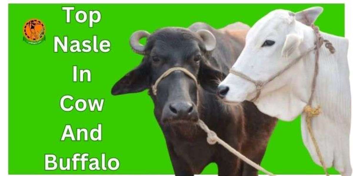 Top Nasle In Cow And Buffalo