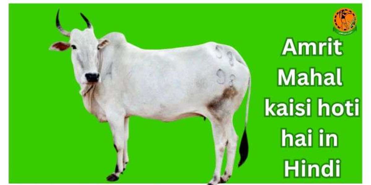 About Amrit Mahal Cow