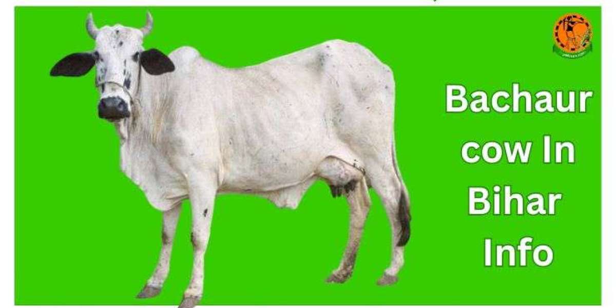 About Bachaur cow